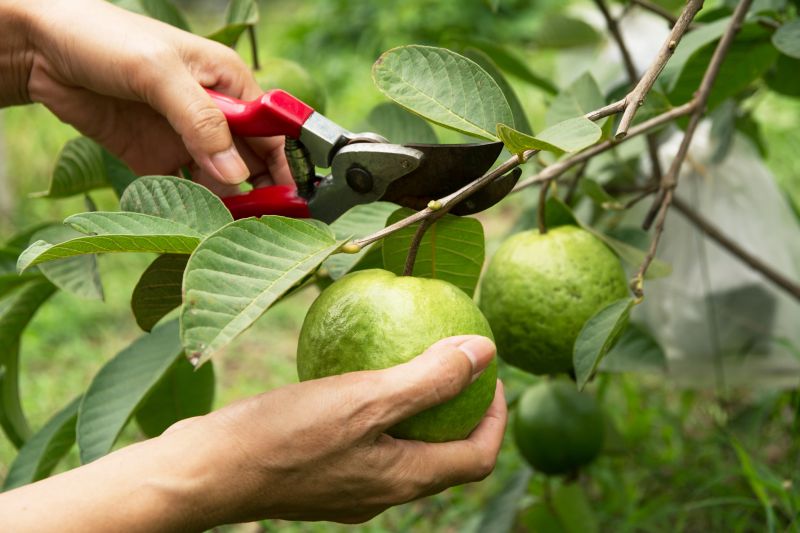 fruit tree pruning