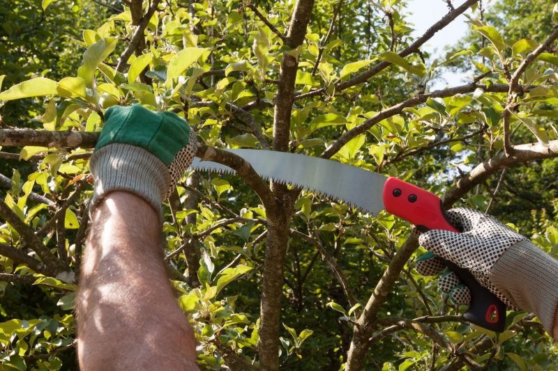 fruit tree pruning