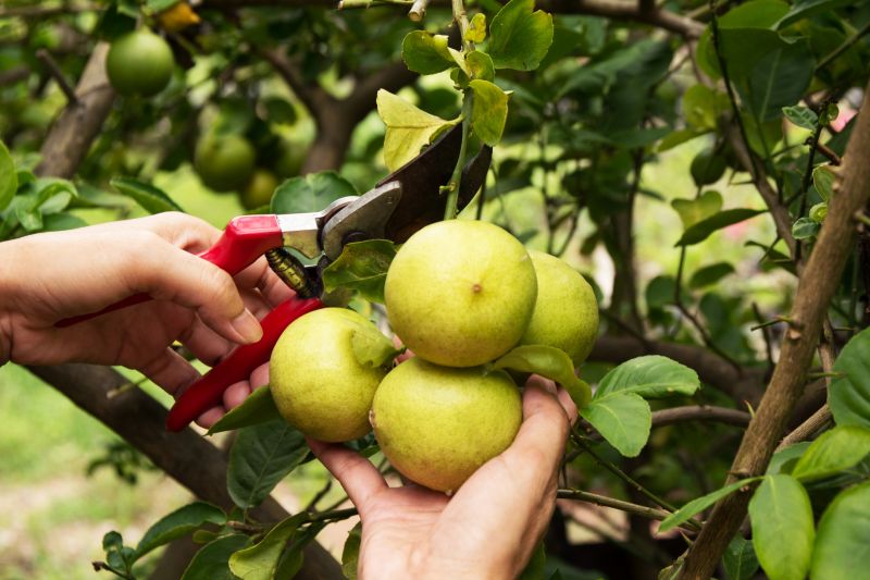 fruit tree pruning