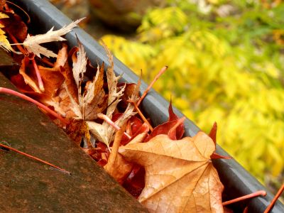 Autumn Leaf Cleanup