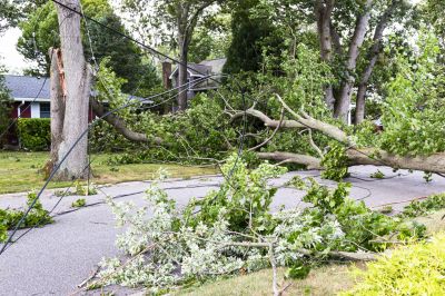 Storm Damage Tree Fallen on Road