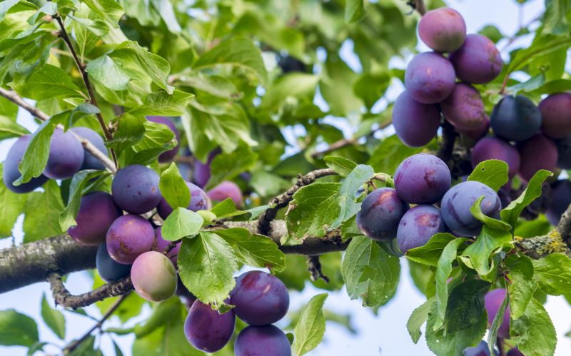 Healthy Fruit Tree