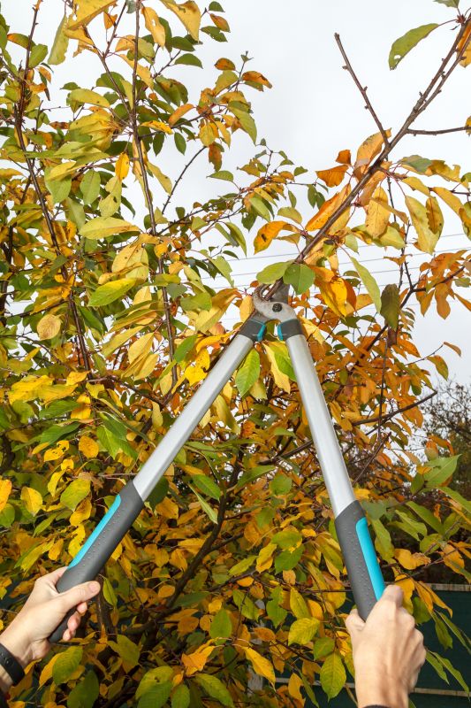 Fruit Tree Pruning Process