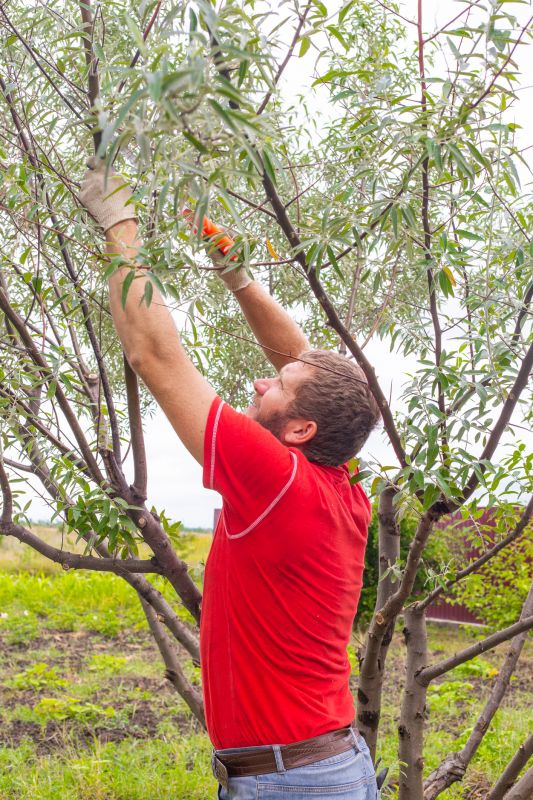 Spring Pruning Techniques