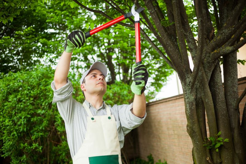 Limbs Trimming in Doylestown, PA