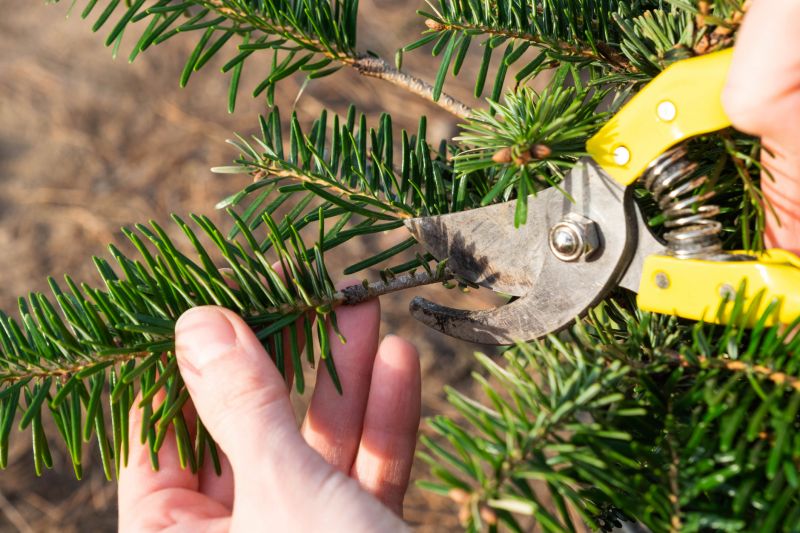 Pine Tree Trimming in Pottstown, PA