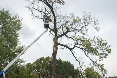 Tree Limbs Removal