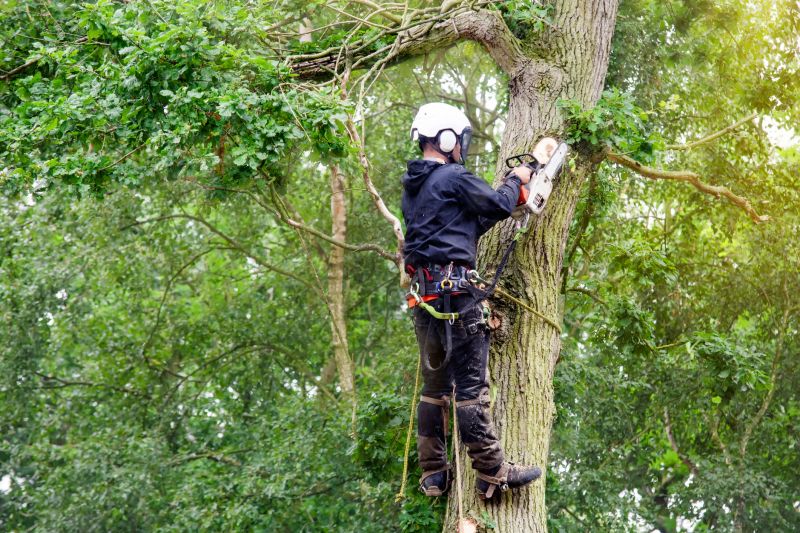 Professional Tree Trimming in Action