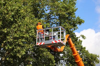 Safety Tree Maintenance