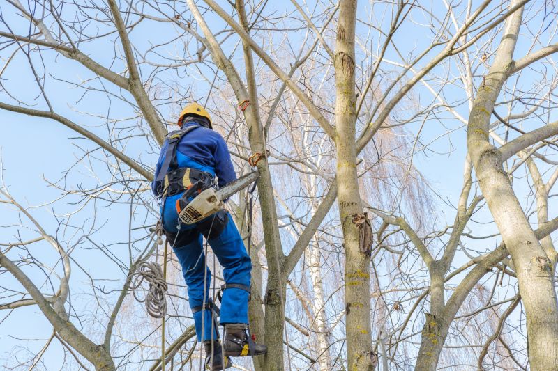 Arborist Climbing Techniques