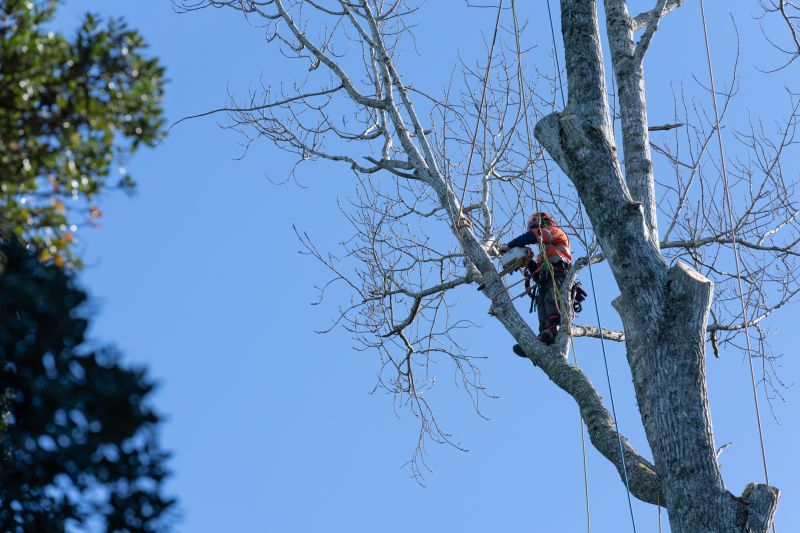 Climbing and Trimming Large Trees