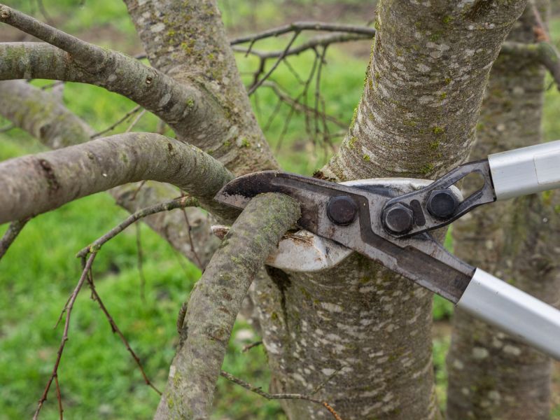 Pruning for Healthy Growth