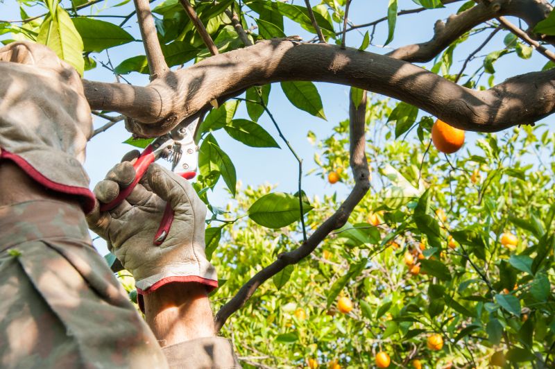fruit tree pruning